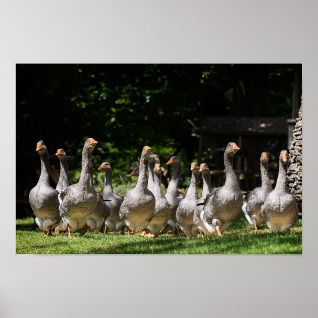 Geese in the Dordogne poster print (Front)
