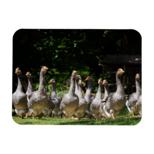 Geese in the Dordogne rectangular magnet