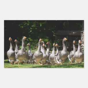 Geese in the Dordogne rectangular sticker