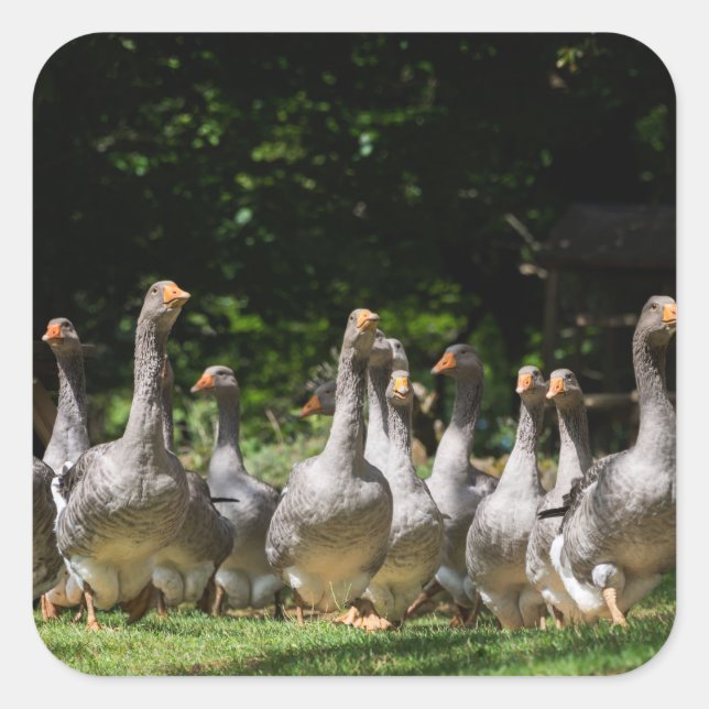 Geese in the Dordogne sticker (Front)