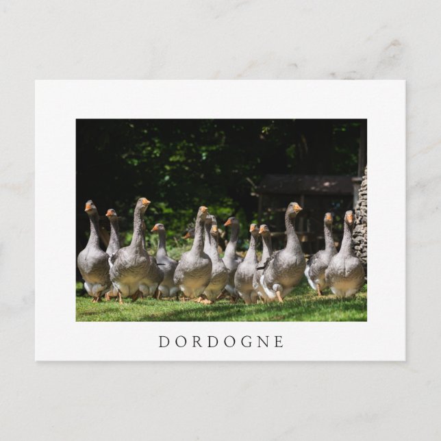 Geese in the Dordogne white text postcard (Front)