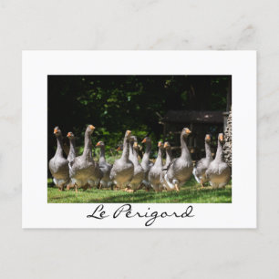 Geese in the Périgord white text postcard
