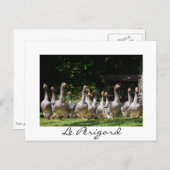 Geese in the Périgord white text postcard (Front/Back)