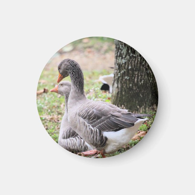 Geese    magnet (Front)