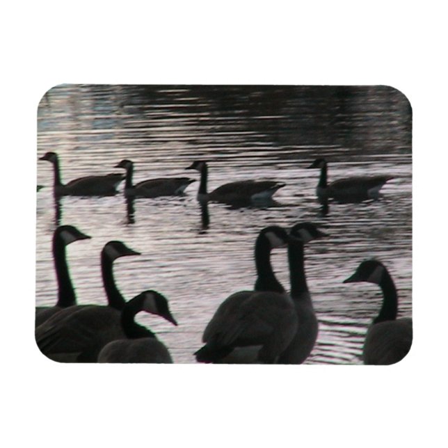 Geese magnet (Horizontal)