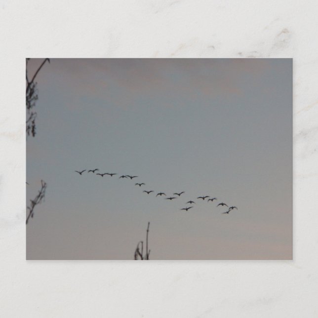 Geese on the Fly Postcard (Front)