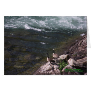 Geese on the water