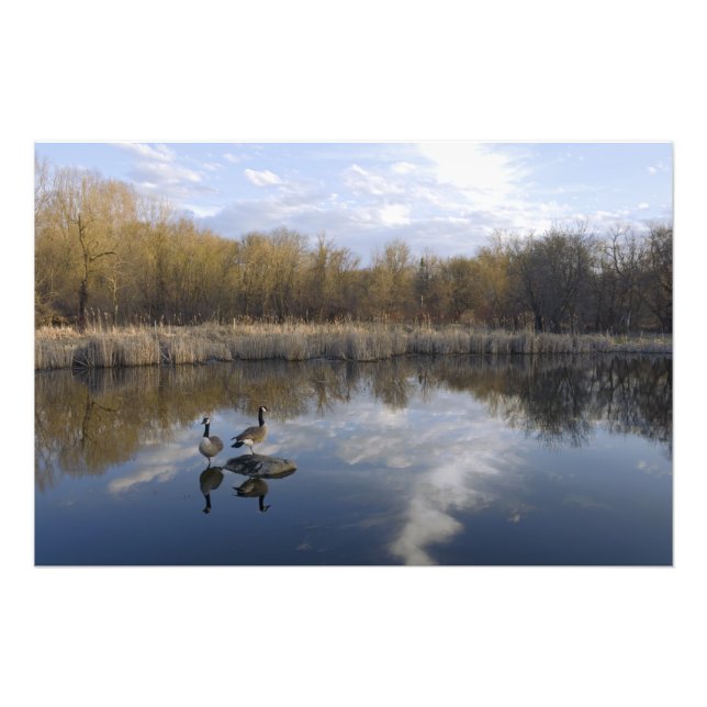 Geese Perch on Pond Photo Print (Front)