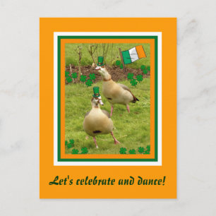 Geese perform a little Irish dancing Postcard