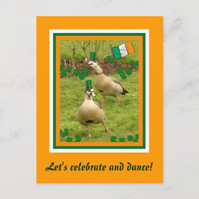 Geese perform a little Irish dancing Postcard (Front)