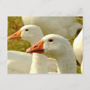 geese postcard