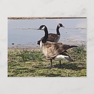GEESE Postcard