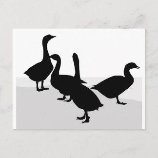 Geese Postcard