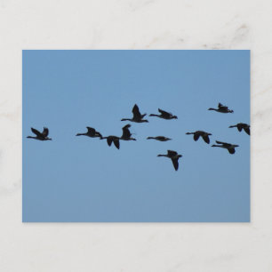 Geese postcard