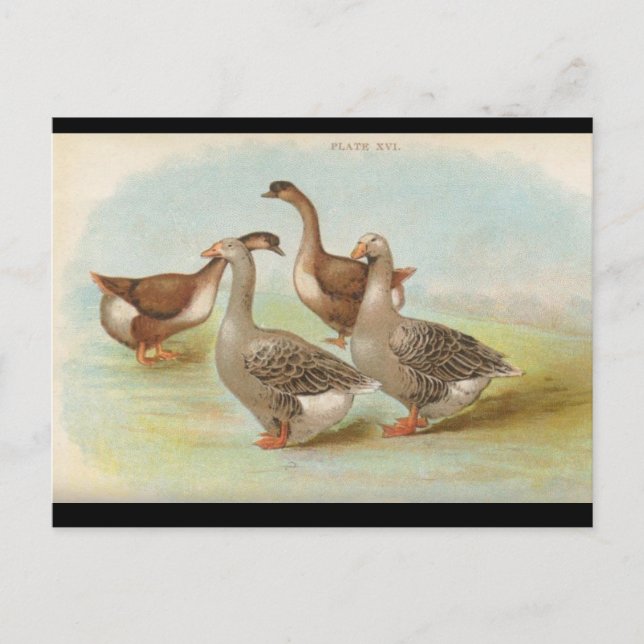 Geese Postcard (Front)