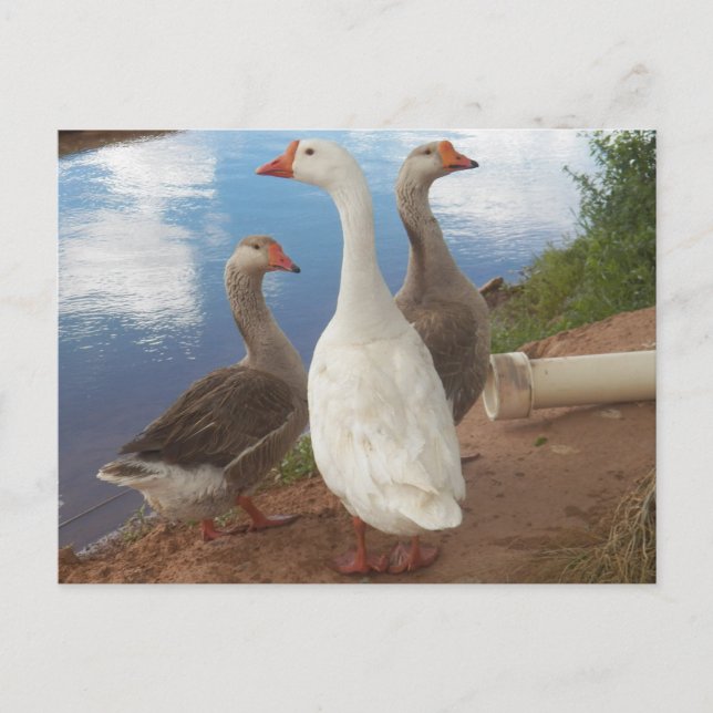 geese postcard (Front)