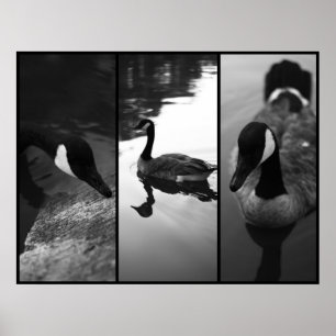 Geese Poster