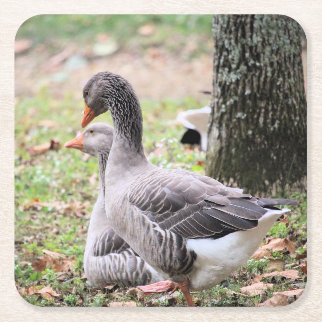 Geese   square paper coaster (Front)