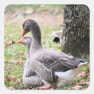 Geese    square sticker