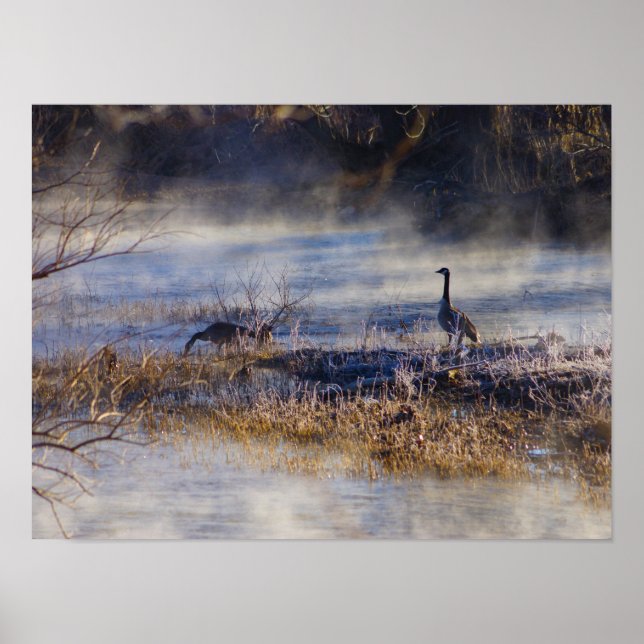 Geese Taking a Break Poster (Front)