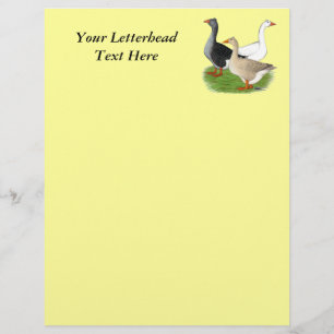 Geese: Tufted Trio