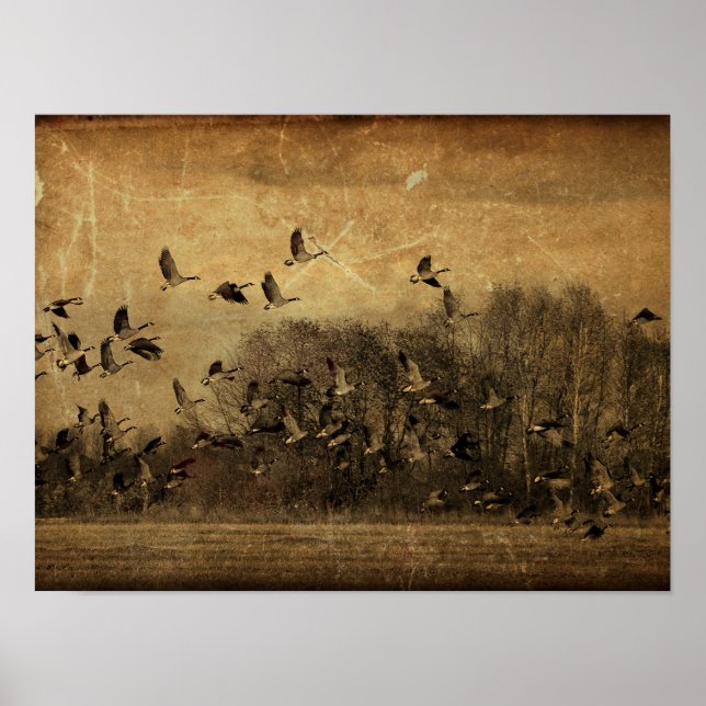 Geese Vintage Antique Sepia Wildlife Texture Poster (Front)