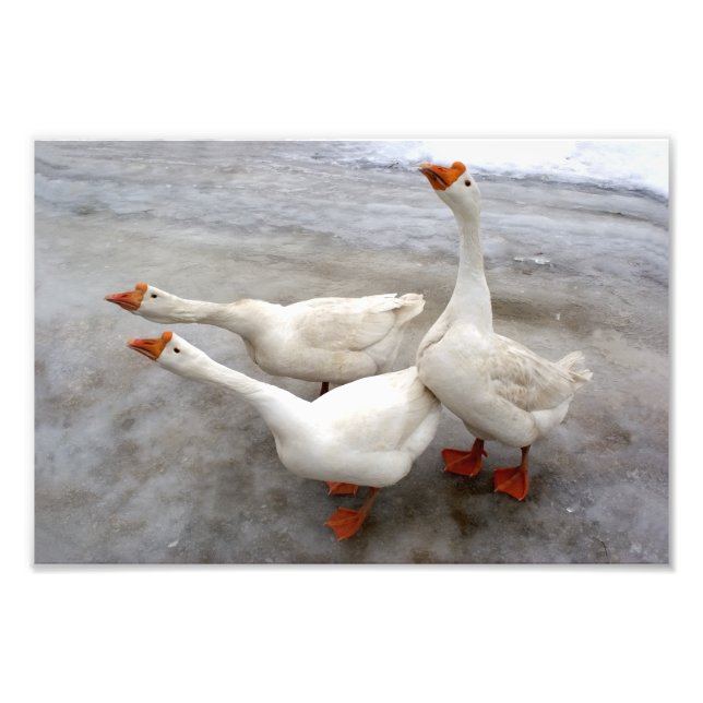 Geese white photo print (Front)