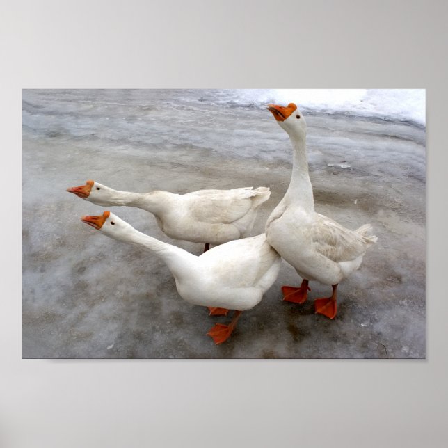Geese white poster (Front)