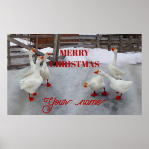 Geese white   poster