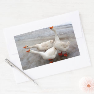 Geese white rectangular sticker