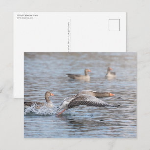 Geese Wildlife Photo Postcard