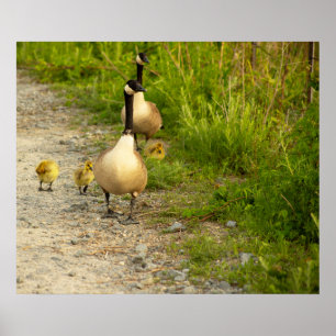Geese with Goslings Poster