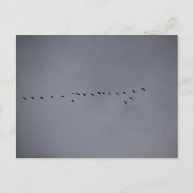 Geese's  postcard (Front)