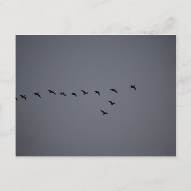 Geese's  postcard (Front)