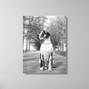 Gefleckte Deutsche Dogge Canvas Print