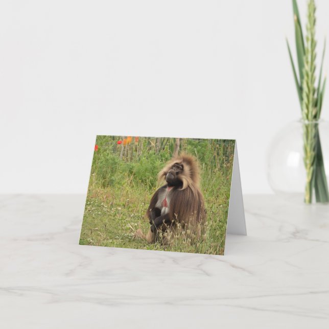 Gelada baboon card (Front)