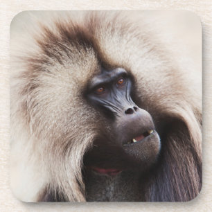 Gelada Baboon, Ethiopia Coaster