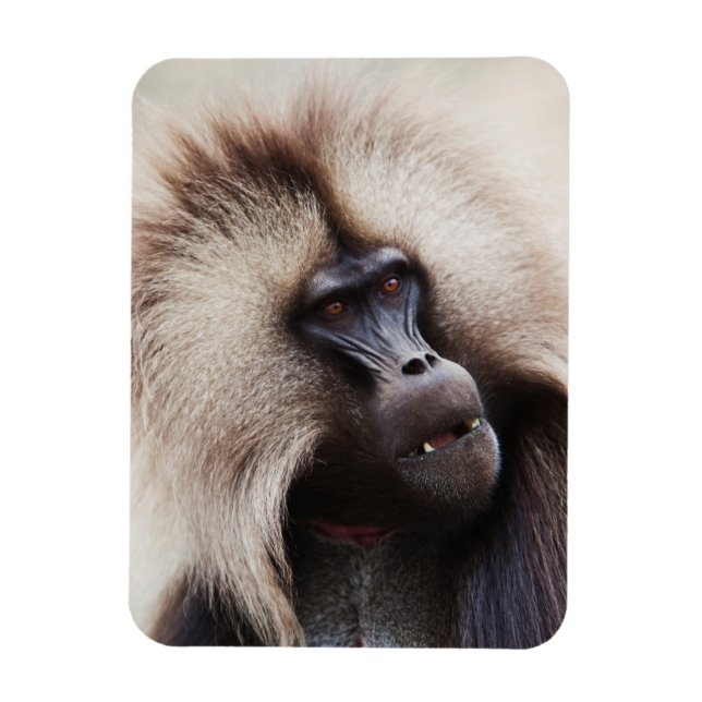 Gelada Baboon, Ethiopia Magnet (Vertical)