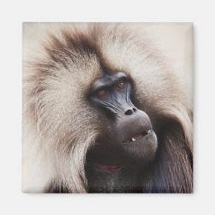 Gelada Baboon, Ethiopia Magnet