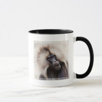 Gelada Baboon, Ethiopia