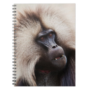Gelada Baboon, Ethiopia Notebook