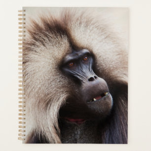 Gelada Baboon, Ethiopia Planner