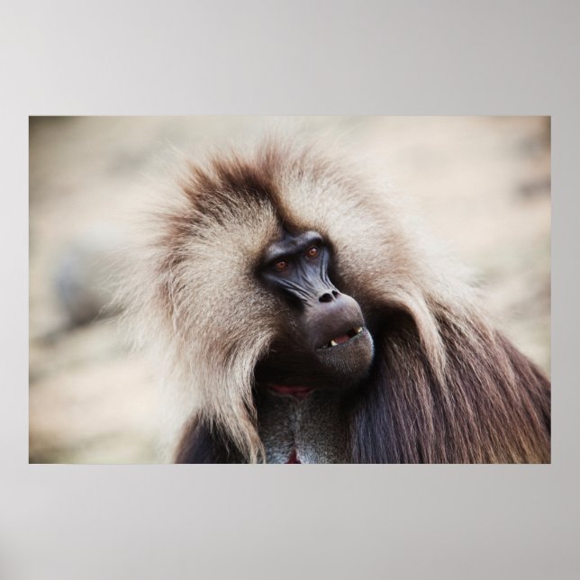 Gelada Baboon, Ethiopia Poster (Front)