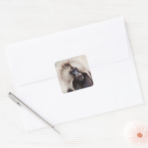 Gelada Baboon, Ethiopia Square Sticker