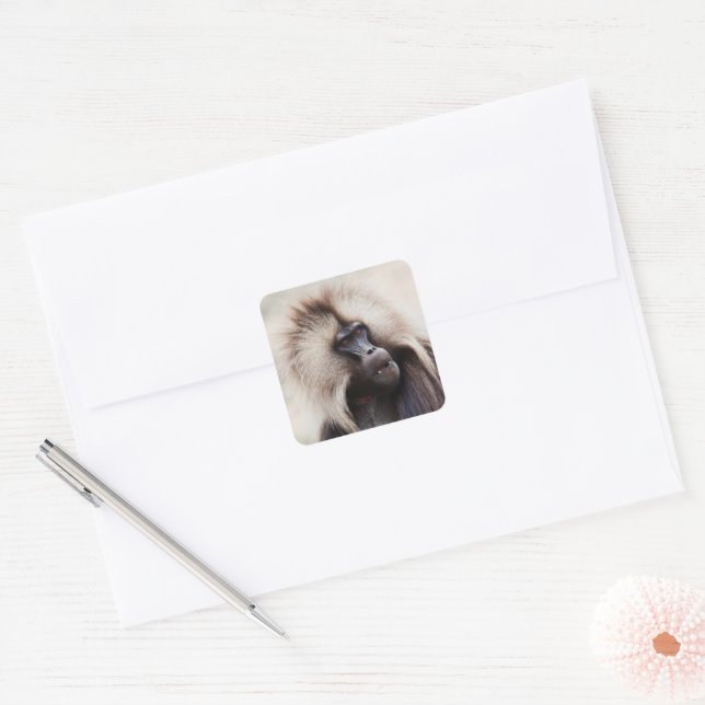 Gelada Baboon, Ethiopia Square Sticker (Envelope)