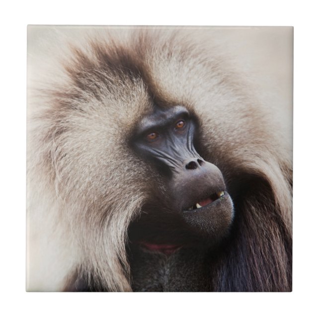 Gelada Baboon, Ethiopia Tile (Front)