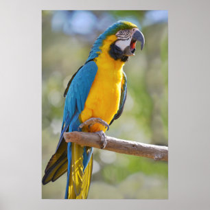 Gelbbrustara macaw on perch poster