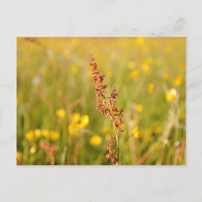 Gelbe Sommerwiese Postcard (Front)