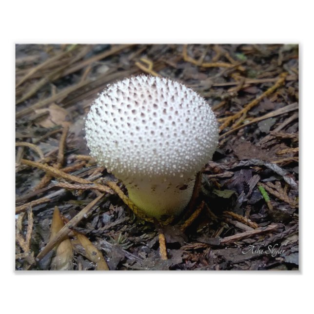 Gem-Studded Puffball Photo Print (Front)