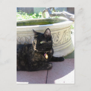 Gemini the Tortie Postcard